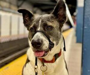 Voyager avec son chien ou chat en train